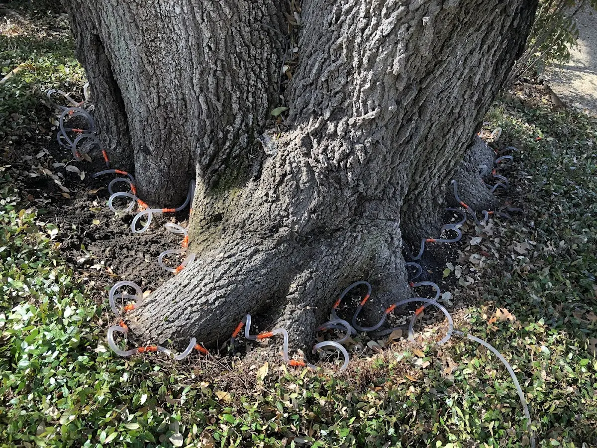 Detailed Tree Cabling and Bracing job site in Saint Bonaventure