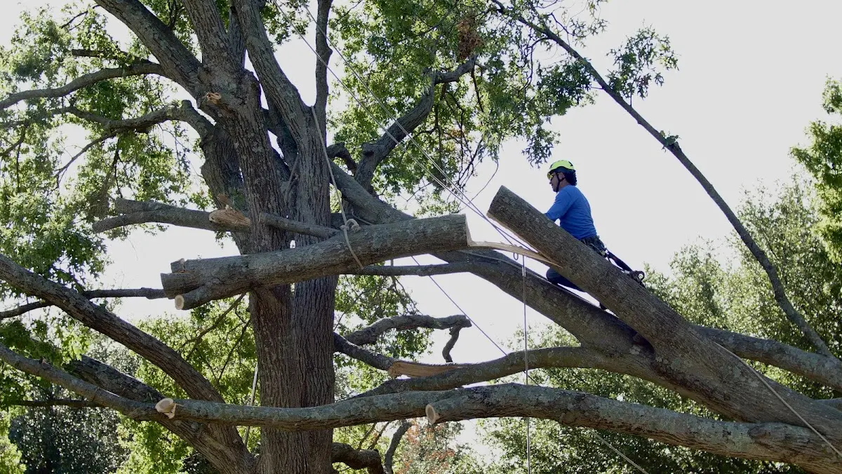 Professional Crown Thinning performed by certified arborists in Saint Bonaventure
