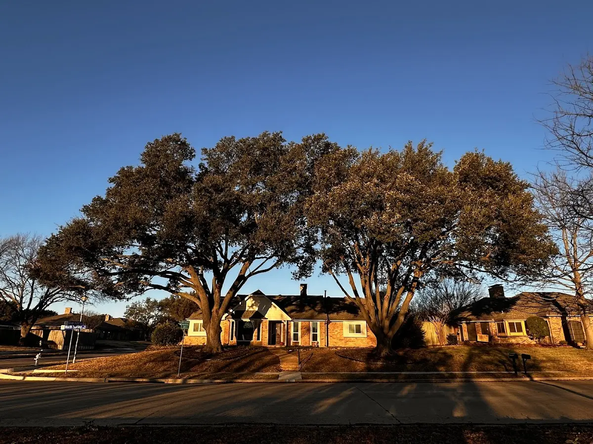 Established residential canopy tree shading a home in Saint Bonaventure